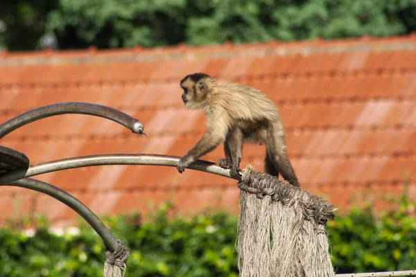 Selective Focus Shot Monkey Climbing — Stockfoto
