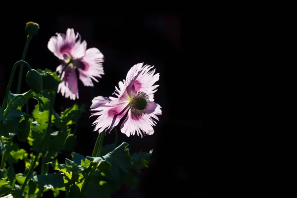 Pink Poppy Flowers Dark Background — Foto de Stock