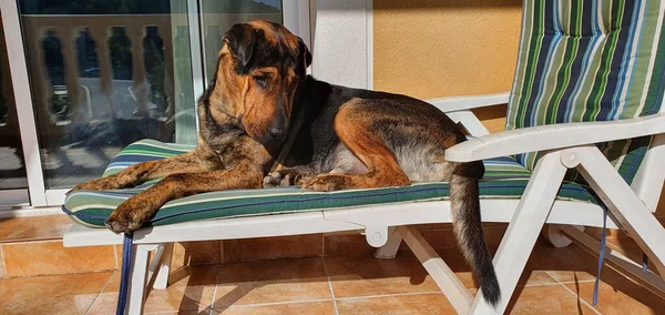 Closeup Cute Dog Laying Beach Chair Balcony — Φωτογραφία Αρχείου