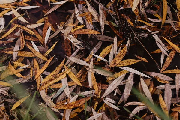 秋天落在地上的干枯的黄叶的顶部视图 — 图库照片