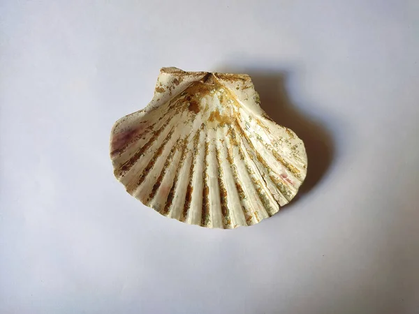 Close Shot Seashell White Background — Stok fotoğraf