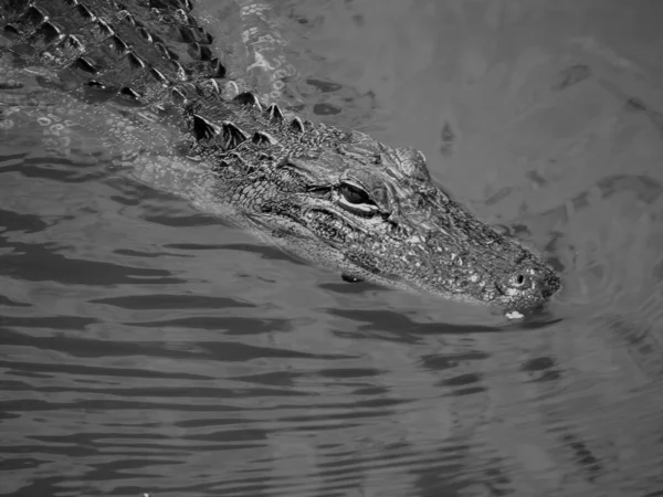 Grayscale Beautiful Crocodile Water — стоковое фото