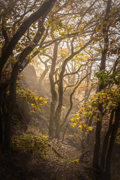 Vertical Shot Sunrise Trees Fall Fog — Stok fotoğraf