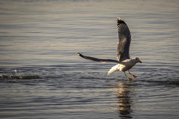 Seagull Flying Water Surface — Zdjęcie stockowe