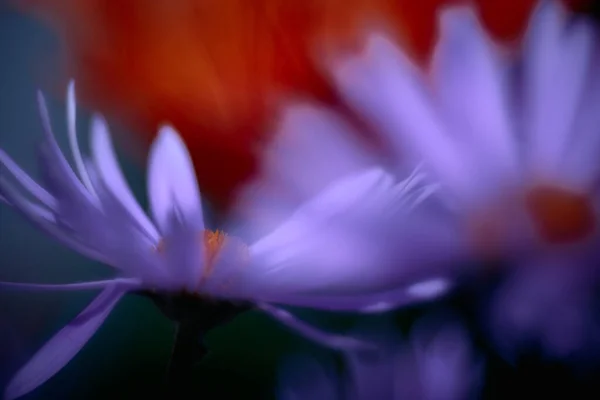 Närbild Bild Bild Majgräs Blommande Växter Som Växer Ängen — Stockfoto