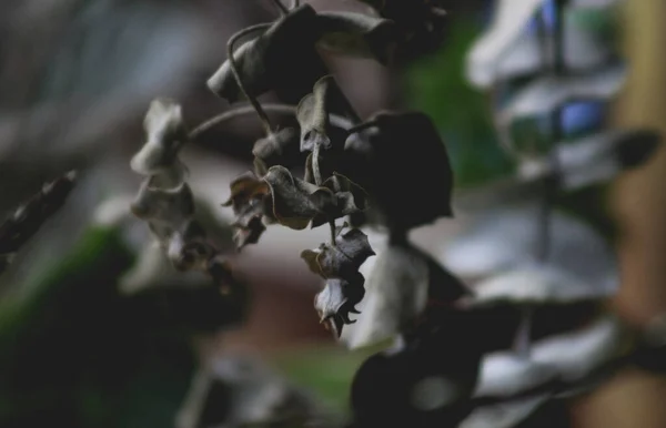 Selective Focus Dark Swollen Plant Leaves Blurry Background — Φωτογραφία Αρχείου