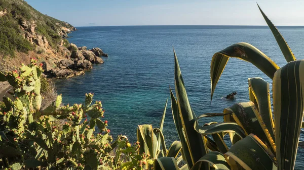 Blue Sea Sunny Day Tropical Plants Foreground — стоковое фото