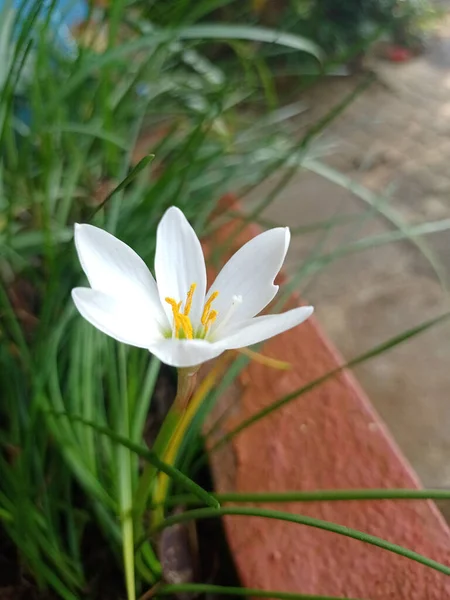 Nahaufnahme Einer Herbstlichen Zephyrlilie Zephyranthes Candida Mit Weißen Blütenblättern Hof — Stockfoto