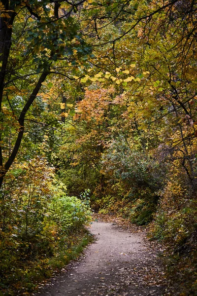 Uma Bela Vista Uma Estrada Com Árvores Outono — Fotografia de Stock