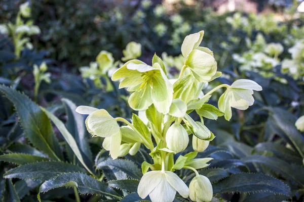 Gros Plan Des Fleurs Hellébore Feuilles Houx Fleuries — Photo