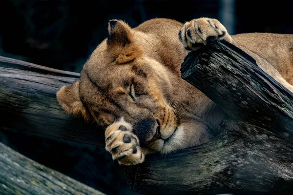 Selective Focus Shot Lion Sleeping Wood — Stock Photo, Image
