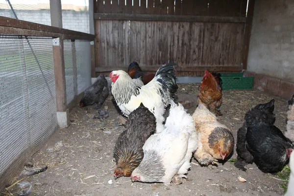 村の家畜の群れの鶏 — ストック写真