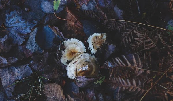 Top Closeup View Dirty Mushrooms Forest Dark Autumn Leaves Ground — Stock Photo, Image