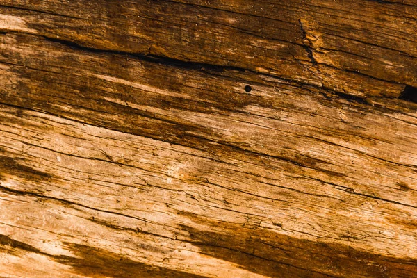 Ett Makro Skott Vacker Texturerat Trä Den Gyllene Timmen — Stockfoto