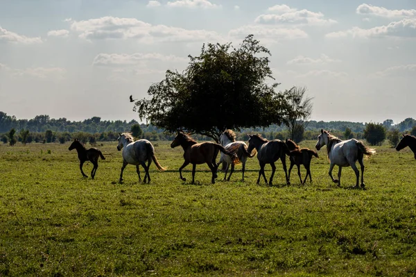 Uma Bela Paisagem Vista Campo Uma Equipe Cavalos Correndo — Fotografia de Stock