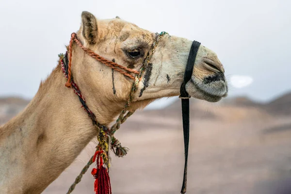 エジプトのフルガダの砂漠のラクダの閉鎖 — ストック写真