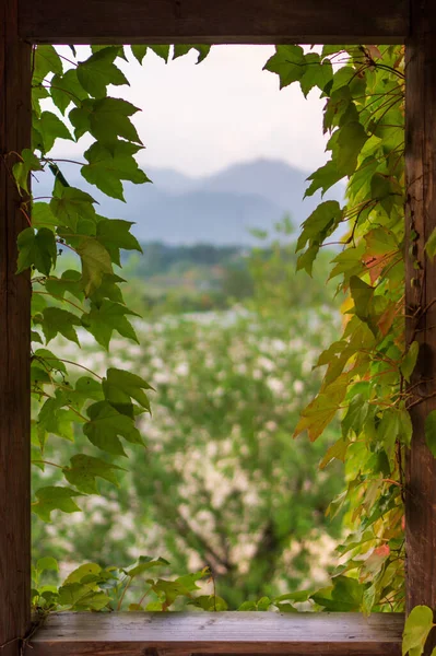 Vertical Wooden Window Frame Surrounded Green Tree Leaves — Stok fotoğraf