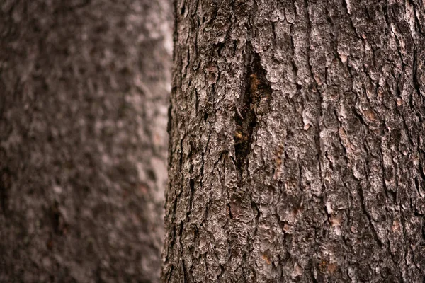 Selective Focus Shot Spruce Tree Trunk Hole — Stockfoto