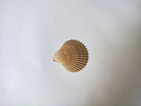 Seashell White Background — Stock Photo, Image