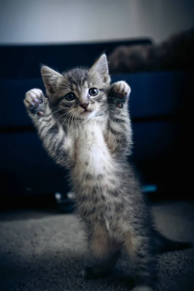 Selective Focus Shot Adorable Little Kitten Standing His Back Paws — Foto Stock