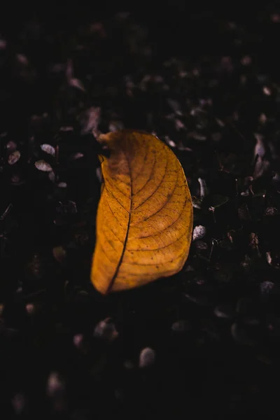 暗い背景に一枚の黄色の葉の垂直ショット — ストック写真