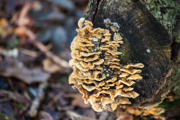 Closeup Fungi Growing Tree Log Tree Branches Blurred Background — Stock Photo, Image