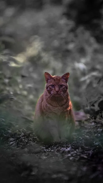 Вертикальный Снимок Милой Кошки Саду — стоковое фото