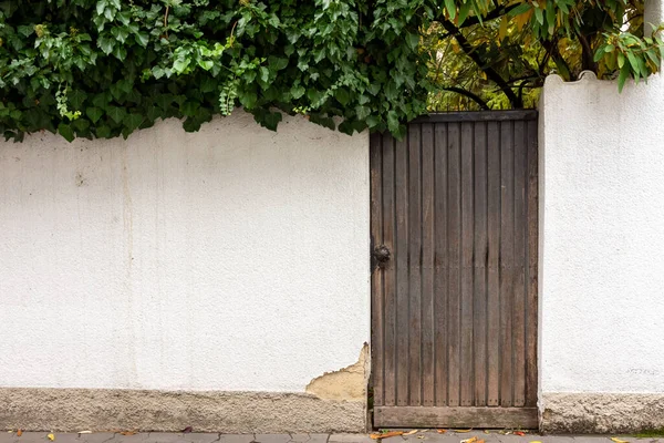 Beautiful View Green Dense Leaves Growing White Wall Old Wooden — Stock Photo, Image