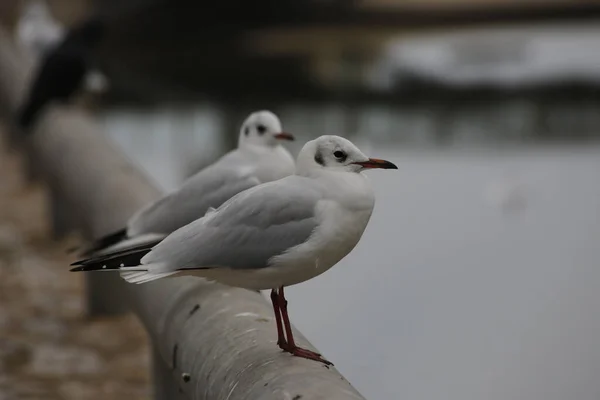 Closeup Shot White Eyed Gulls Coast — Stockfoto