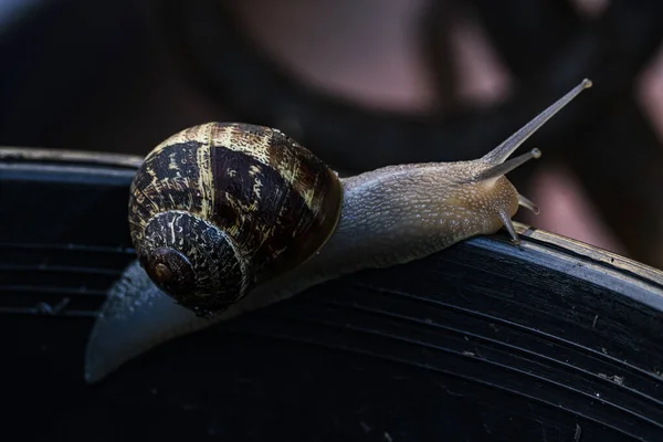 달팽이의 선택적 — 스톡 사진