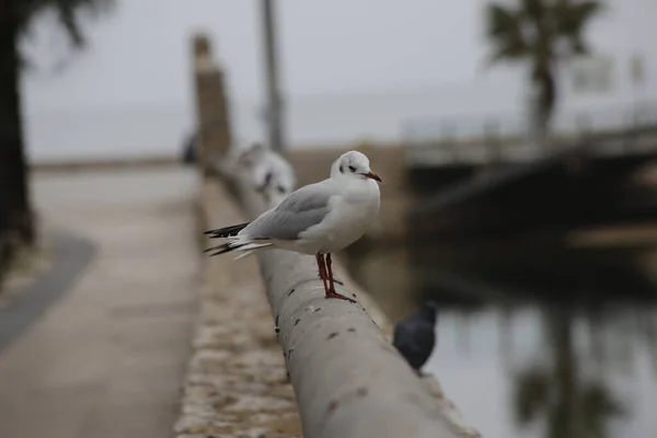 Closeup Shot White Eyed Gulls Coast — ストック写真