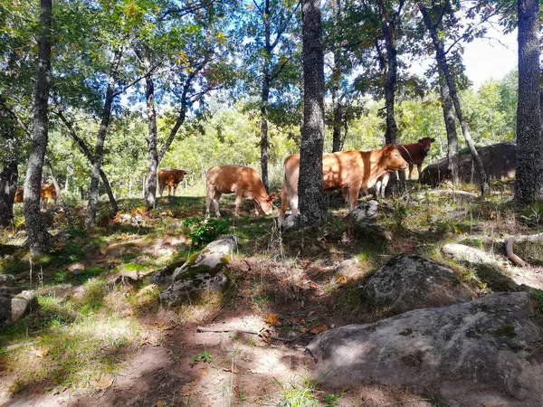 Herd Cattle Grazing Trees Ranch — ストック写真