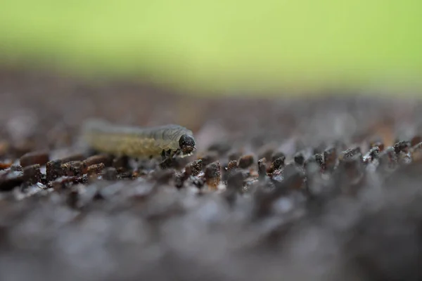 Closeup Caterpillar Blurred Background — Stockfoto