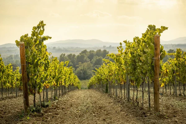 Een Wijngaard Landschap Penedes Wine Region Catalonië Spanje — Stockfoto