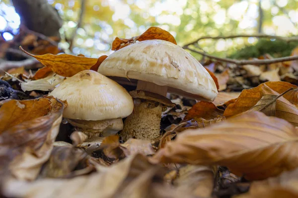 Ett Par Små Vita Svampar Marken Omgivna Torkade Blad Och — Stockfoto