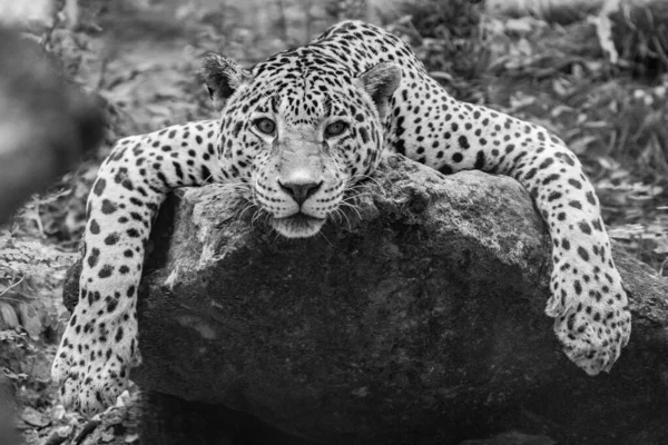 Tiro Escala Grises Leopardo Relajándose Una Piedra — Foto de Stock