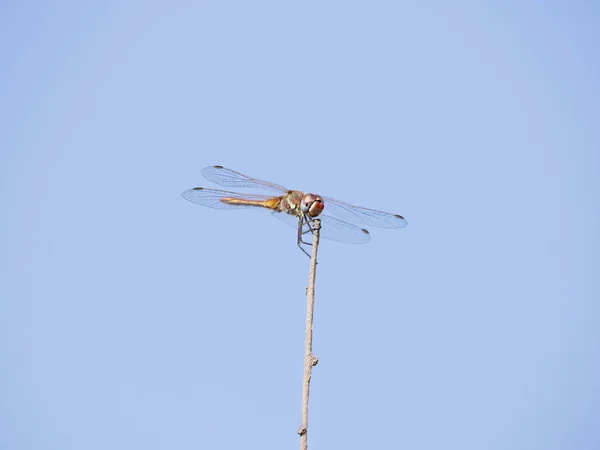 一只蜻蜓坐在蓝天背景的树枝上的选择性聚焦镜头 — 图库照片