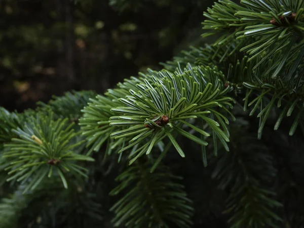 Closeup Growing Leaves Evergreen Tree — Stok fotoğraf