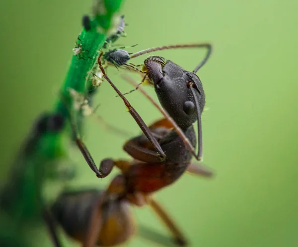 Macro Shot Ant Eating Bugs Sitting Green Stem — Stockfoto