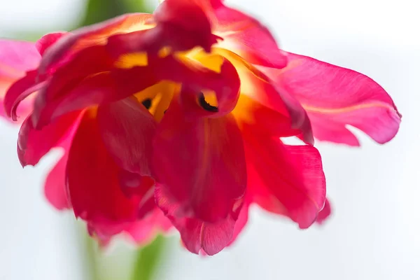Closeup Shot Pink Tulip Flowering Plant Growing Garden — 스톡 사진
