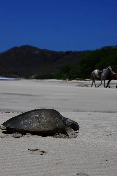 Függőleges Lövés Egy Aranyos Tengeri Teknős Strandon Nicaragua — Stock Fotó