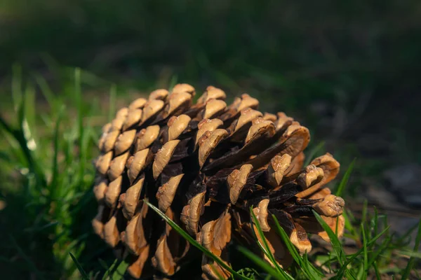 Shallow Focus Fallen Pine Cone Green Lush Grass — Stock Photo, Image