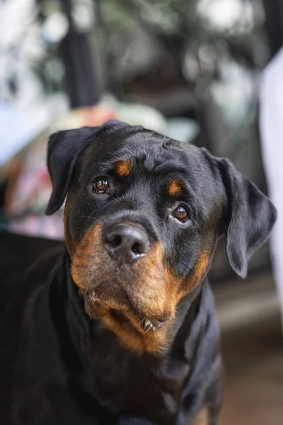 Una Macro Toma Vertical Rottweiler Con Una Cara Linda Sobre —  Fotos de Stock