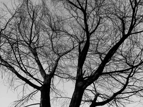 Nízký Úhel Suchého Stromu Pochmurnou Oblohou Pozadí — Stock fotografie