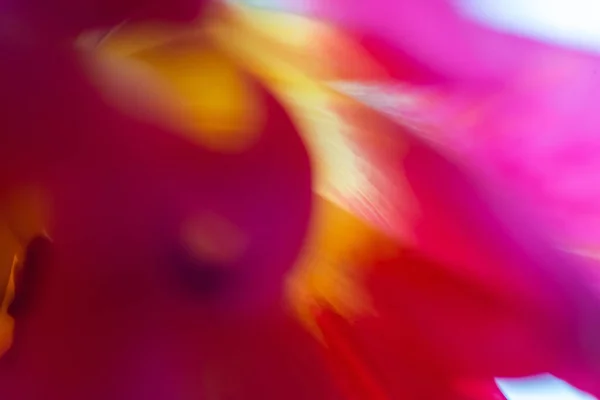 Closeup Shot Pink Tulip Flowering Plant Growing Garden — Foto de Stock