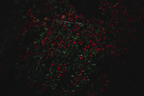Dark 벽지에 어두운 Cotoneaster 가지의 클로즈업 — 스톡 사진