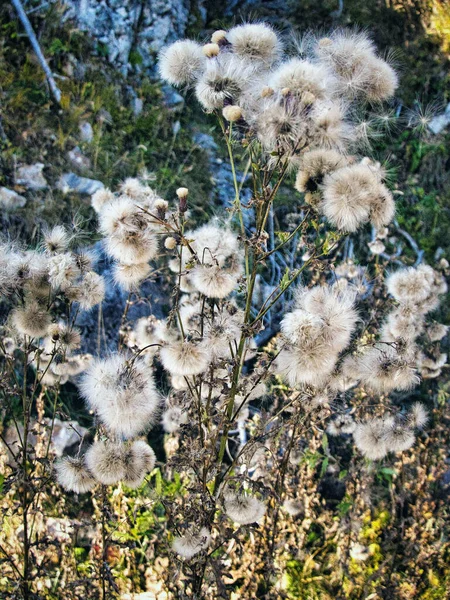 Scenic Shot Blowball Dandelion Growing Meadow — стоковое фото