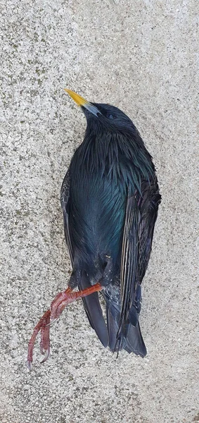 Vertical Shot Dead Raven Laying Pavement Its Feet — Stockfoto