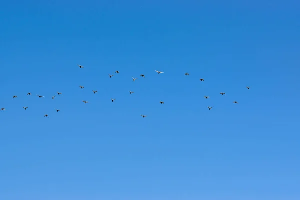 天空中低角鸟群的镜头 — 图库照片