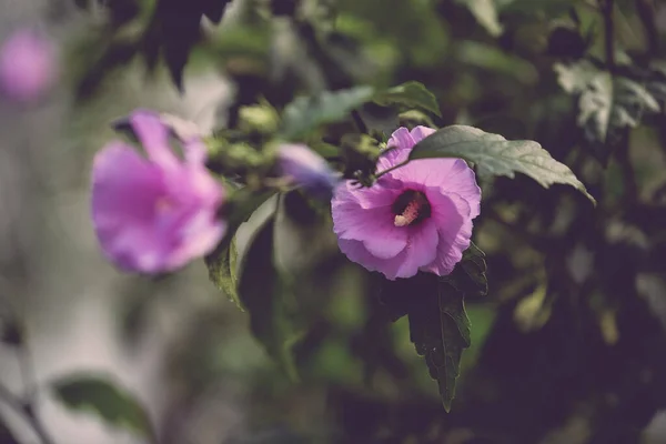 Foyer Peu Profond Fleurs Mauve Rose Avec Jardin Flou Arrière — Photo